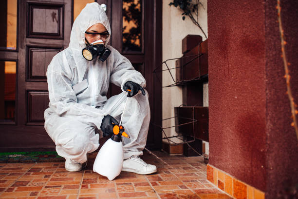 Attic and Crawl Space Rodent Treatment in Sumas