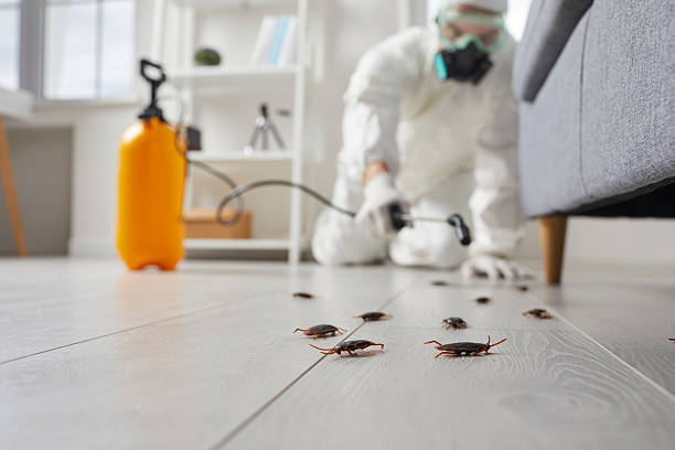 Commercial Rodent Management in Sumas